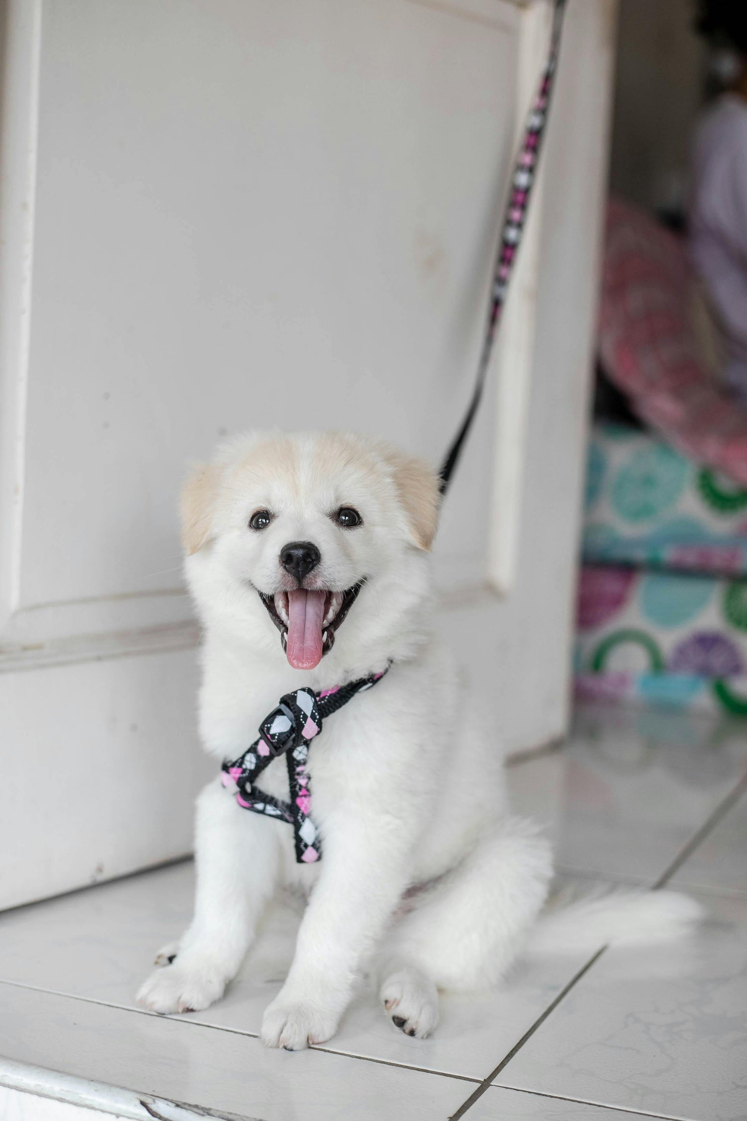 Pet